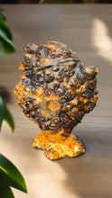 Load image into Gallery viewer, Art Buckeye
